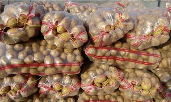  سیب‌زمینی‌های صادراتی ایران آفت نداشت  