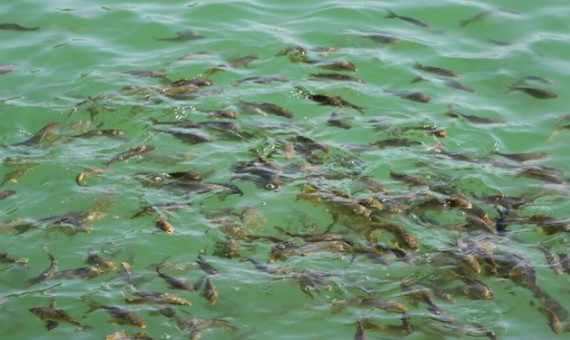  درخواست مناظره دربارۀ پرورش ماهی تیلاپیا 