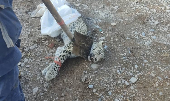   «ماهانا» پلنگ ماهان تلف شد