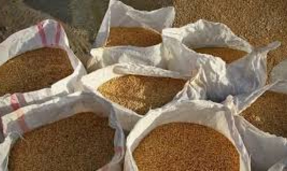 گندمهای وارداتی از روسیه آلوده نیست