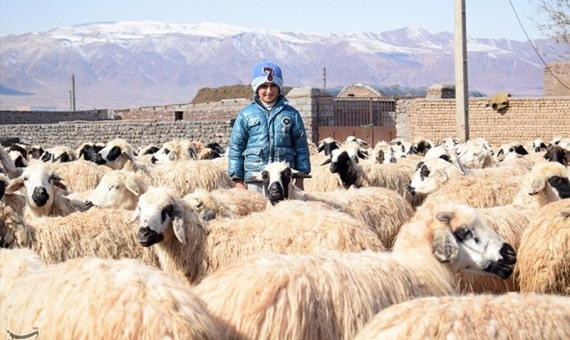 ضرر ۴.۵ میلیون دلاری به بخش دام کشور با توقف صادرات