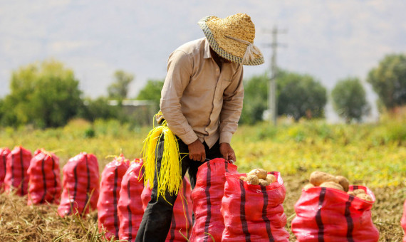 صادرات چهار محصول کشاورزی ممنوع شد