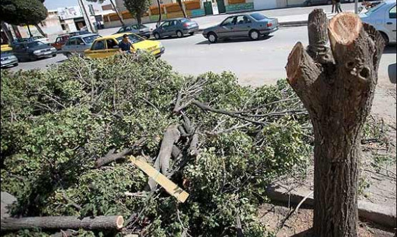 گفته بودیم با قطع درخت نبش کوچه 26 شریعتی مخالفیم