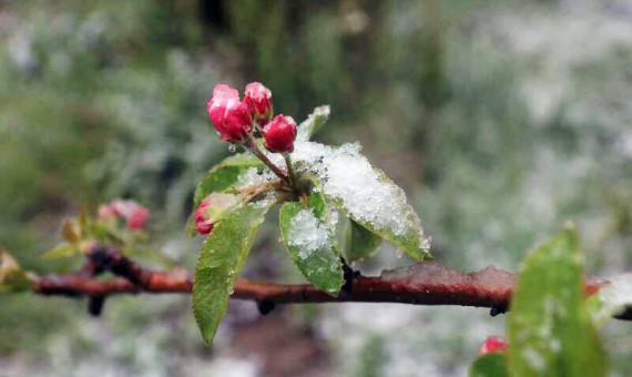 سرمازدگی بهاره باغات کرمان را تهدید می‌کند