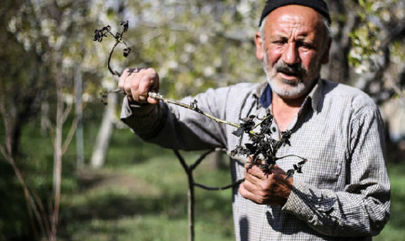 تصویب ۱۰ هزار میلیارد تومان برای جبران خسارت‌ سرمازدگی پسته