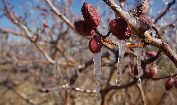 سرمای بهاره ۵۰ درصد محصول پسته کرمان را از بین برد