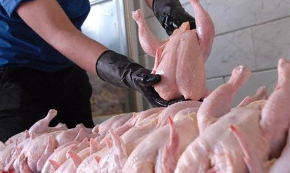 100 تن گوشت مرغ مازاد از مرغداران کرمانی خریداری شد
