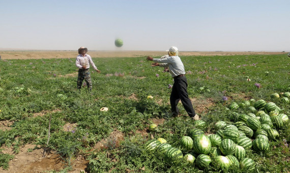 صادرات هندوانۀ ایران به عمان ممنوع شد