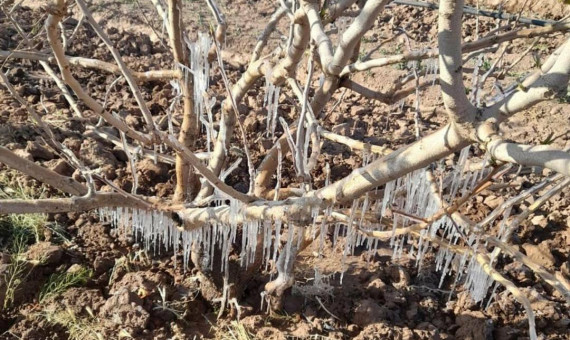 بیش‌ترین خسارت سرمازدگی در کشور در باغات پسته استان کرمان است