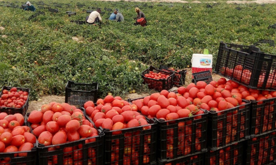 پیشبینی تولید ۳۴۵ تن گوجه در شهرهای جنوبی استان