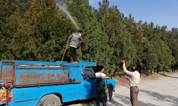   طغیان بی‌سابقۀ کنۀ «تارعنکبوتی» در جنگل قائم  