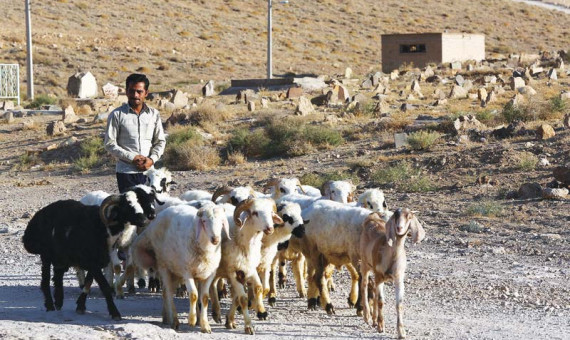 دولت توان تامین نهادۀ دامداران را ندارد