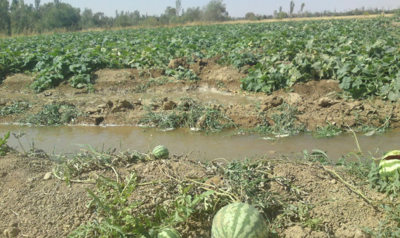  مصرف آب هندوانه بسیار کم‌تر از سایر محصولات کشاورزی است