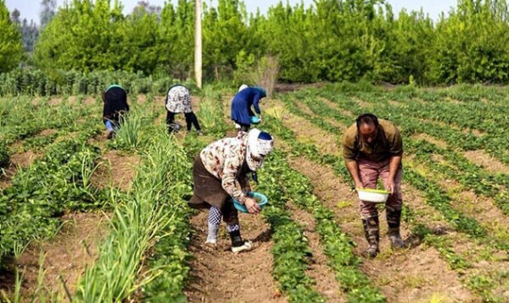 تغییر الگوی کشت دستوری انجام نمی‌شود