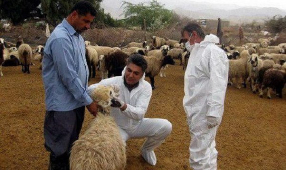  هشدار نسبت به شیوع بیماری تب کریمه کنگو در جنوب استان