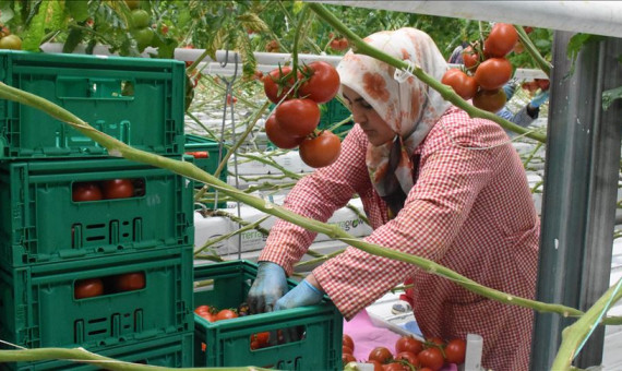 گلخانه‌داران جنوب کرمان برای دریافت گواهی سلامت اقدام کنند