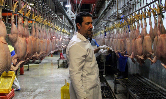 کاهش تولید مرغ در کرمان 