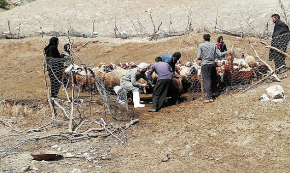 ۶۵۰۰ راس دام در سیل کرمان تلف شدند