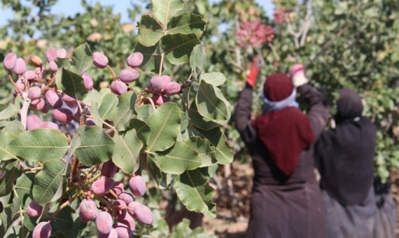 جایگاه نخست ایران در تولید و صادرات پسته باید احیا شود