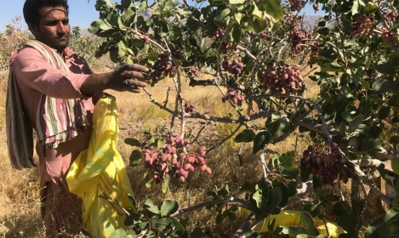 رفسنجان در فصل برداشت پسته روزانه به ۲۰ هزار کارگر نیاز دارد