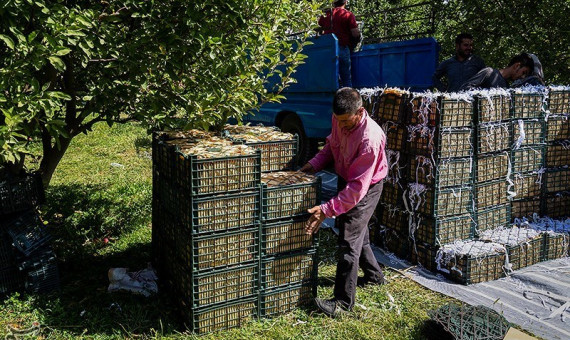 پیش‌بینی برداشت 32500 تن سیب درختی در کرمان  