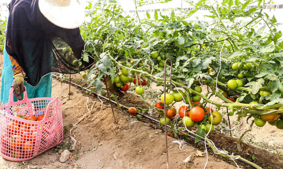 پیش‌بینی برداشت 4800 تن گوجه‌فرنگی گلخانه‌ای در نرماشیر