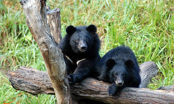 مشاهدۀ گونۀ در حال انقراض «خرس سیاه آسیایی» در جنوب کرمان