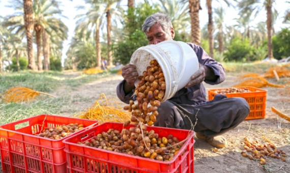 ارزش صادرات خرما به ۴۰۰ میلیون دلار می‌رسد