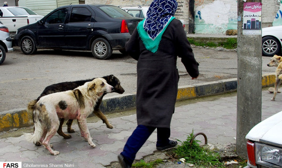 نابسامانی در ساماندهی سگ‌های بلاصاحب در کرمان