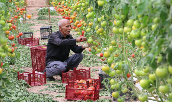 آغاز برداشت محصولات گلخانه‌ای در جنوب کرمان