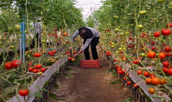دریافت کد ریجستری برای محصولات گلخانه‌ای الزامی است