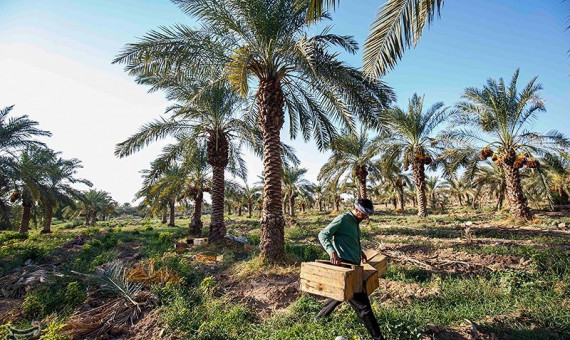 ‌ محدودیت مالی برای مبارزه با آفت سوسک سرخرطومی نداریم