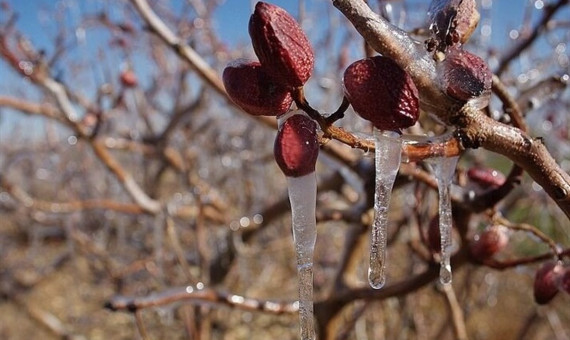 چند توصیه به باغداران و کشاورزان برای مقابله با سرمازدگی