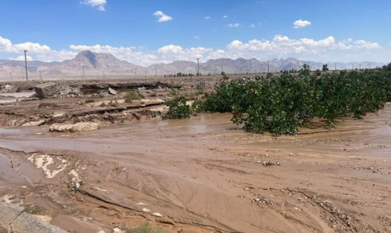 خسارت سیل به ۱۵۰ هکتار باغ پسته در رفسنجان