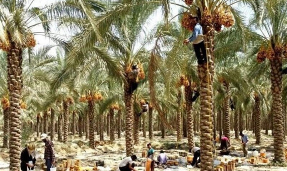 اعتبار فوری برای مبارزه با آفت نخلستان‌های بم اختصاص یابد