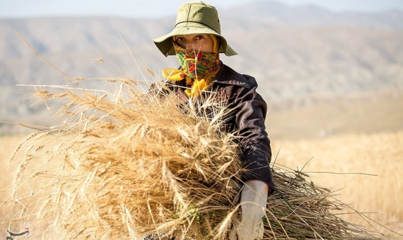 پیش‌بینی برداشت ۳۴۰ هزار تن گندم از مزارع استان