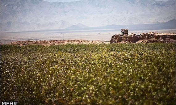 کاهش چشمگیر سرمازدگی باغات پسته در رفسنجان