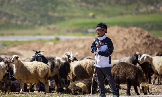 ۱۱۰ راس دام عشایر جنوب کرمان تلف شد