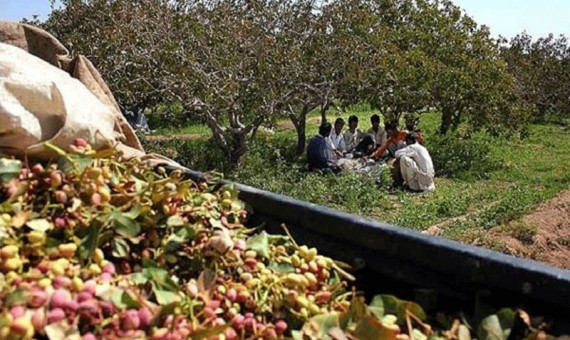 ‌کشاورزان از به‌کارگیری اتباع غیرمجاز و کارگران غیربومی فاقد مجوز خودداری کنند