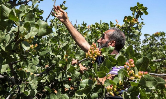 پیش‌بینی تولید 210 هزار تن پسته خشک در سال‌جاری