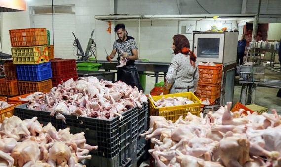 بیش از ۴ هزار تن گوشت مرغ از نیمۀ مرداد روانۀ بازار کرمان می‌شود