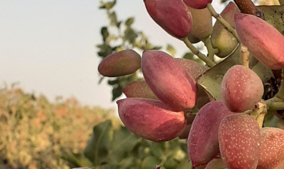 کاهش صادرکنندگان باسابقۀ کرمانی بهدلیل سختگیریهای صادراتی