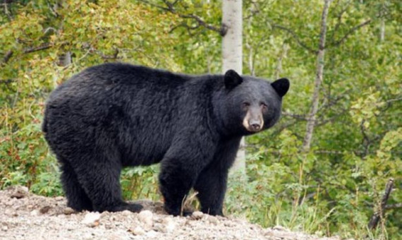 ۴ قلاده خرس سیاه آسیایی در شهرستان کهنوج مشاهده شد