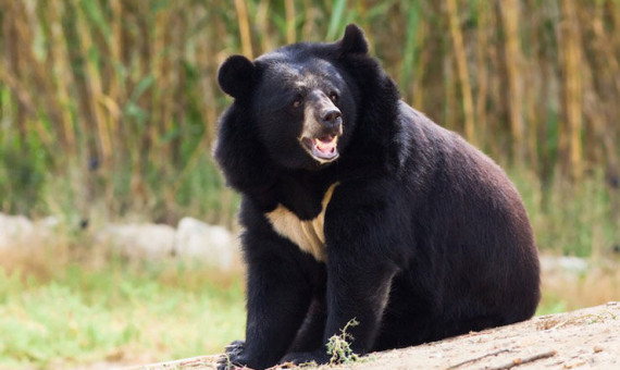 محیط زیست: در برخورد با خرس حالت تهاجمی نگیرید