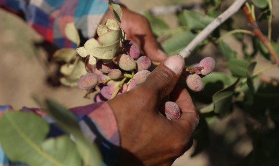 24 سارق پسته در کرمان دستگیر شدند