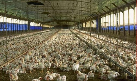 تولید یک‌سوم گوشت مرغ استان کرمان در رفسنجان  