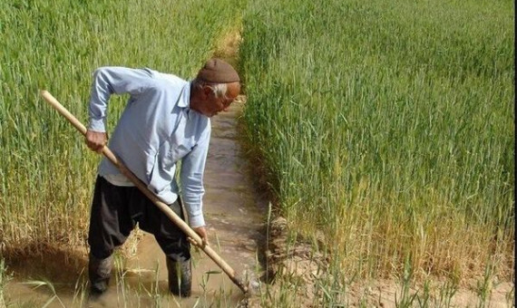 کلیۀ محصولات اساسی کشاورزی بیمه می‌شوند