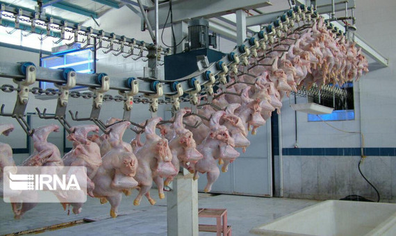 افزایش کیفیت گوشت مرغ در کرمان با فعال‌سازی کشتارگاه جدید 
