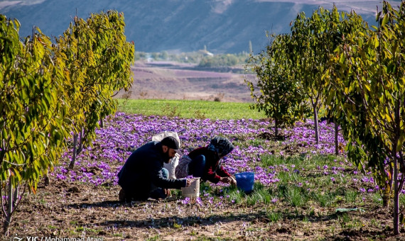 پیش‌بینی برداشت ۲ تن زعفران از مزارع زرند
