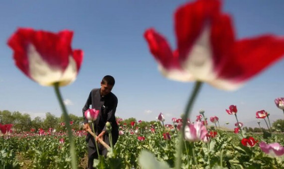 اخبار کاهش تولید موادمخدر در افغانستان تاکتیکی برای افزایش قیمت است